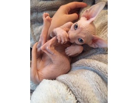 Sphynx kitten pet consultant listing