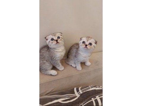 Yavru kedi sahiplendirme scottish fold