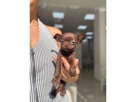 Irk ve sağlık garantili chihuahua yavrularımız