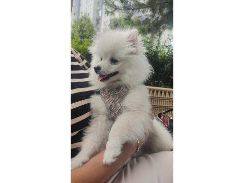 Köpeğimiz çakito