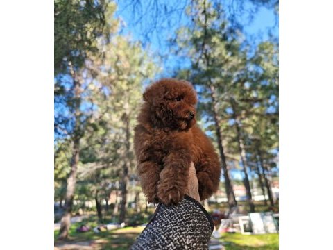 Türkiye'nin en büyük toy poodle çiftliğinden