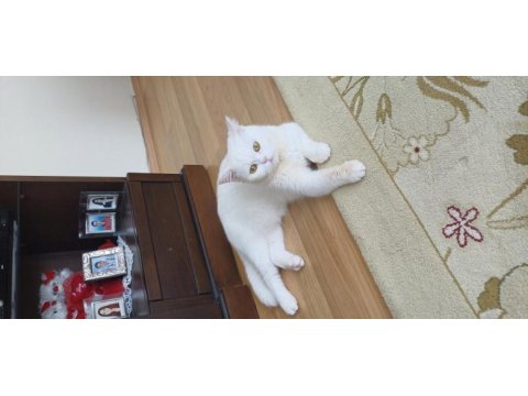Çok uyumlu bir british shorthair kız