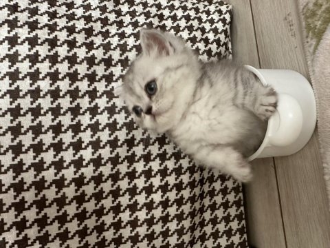 Munchkin yavru