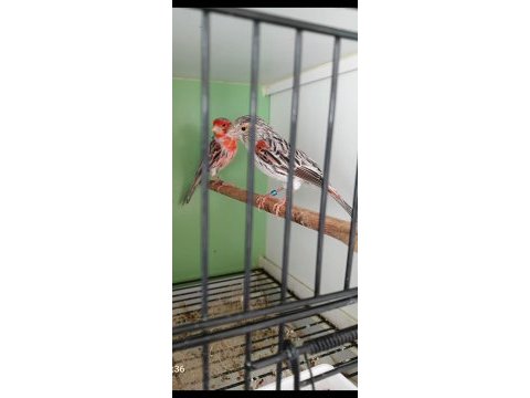 Yarışma vasfı takım agat kanarya