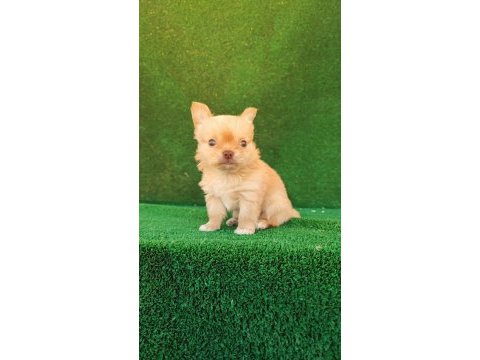 Erkek platinium şivava longhair bebek
