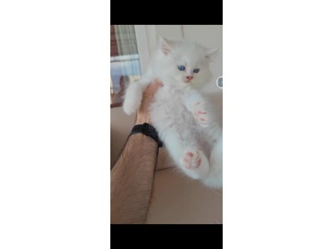 British longhair kedisi