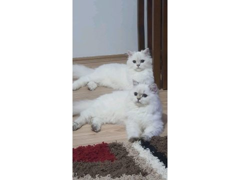 65 günlük mavi gözlü british longhair
