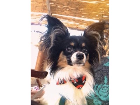 Safkan papillon erkek köpeğimi sahiplendiriyorum