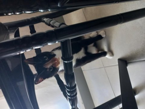 1 yaş dişi ve kısır kedimiz