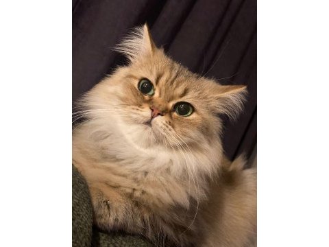 Chinchilla kedimiz için bir aile arıyoruz