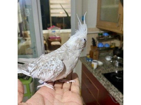 7 aylık dişi wf pearl sultan papağanı