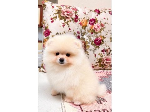 Ayı surat dişi pomeranian boo yavru