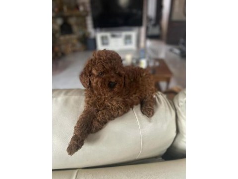 Irk garantili toy poodle yavruları