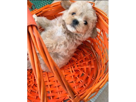 Maltipoo yavrumuz