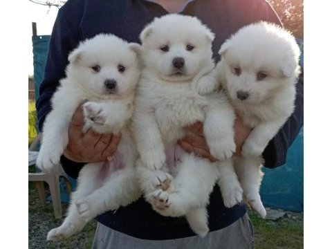 Kar beyaz samoyed yavrular çiftlikten