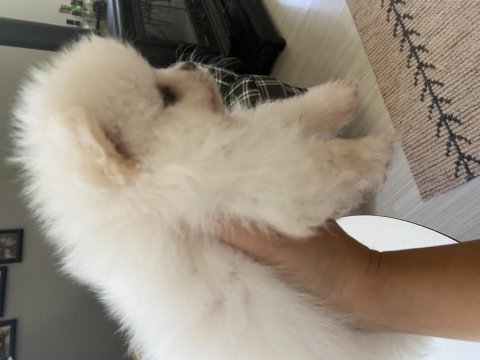 Saf ırk pomeranian