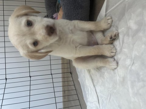 2.5 aylık labrador köpeği
