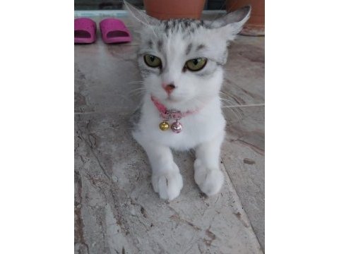 Silver british shorthair luna ömürlük yuva arıyor