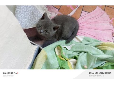 Kardeş british shorthair kediler