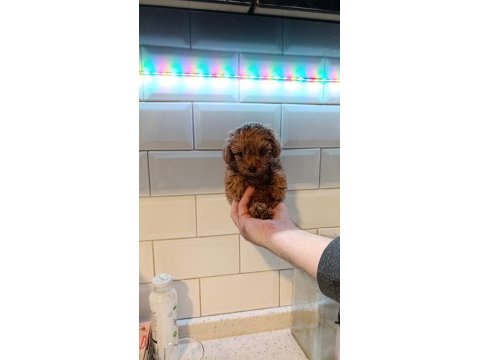 Koyu kızıl poodle