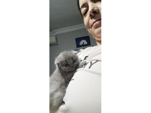 Scottish fold yavru antalya yeni