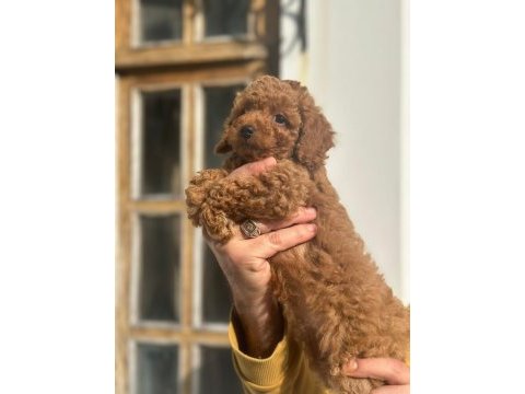 Poodle köpekler