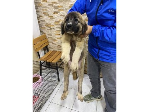 2 aylık erkek kangallar