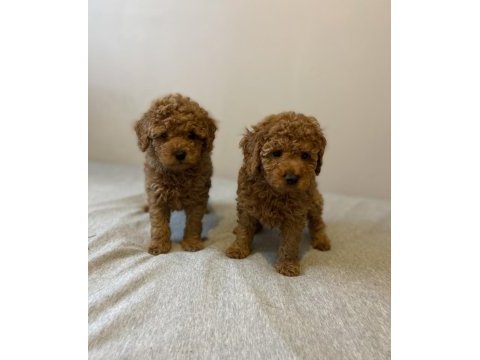 Sevimli red toy poodle erkek kardeşler