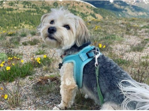 1 yaşında komut ve itaat eğitimli köpeğimiz