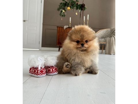 Show kalite a class pomeranian boo erkek dişi