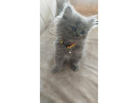 1.5 aylık british longhair