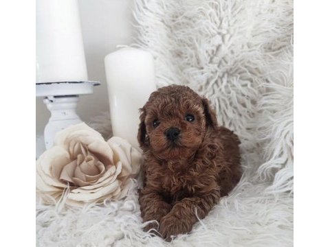 A kalite tüy dökmeyen toy poodle köpeği