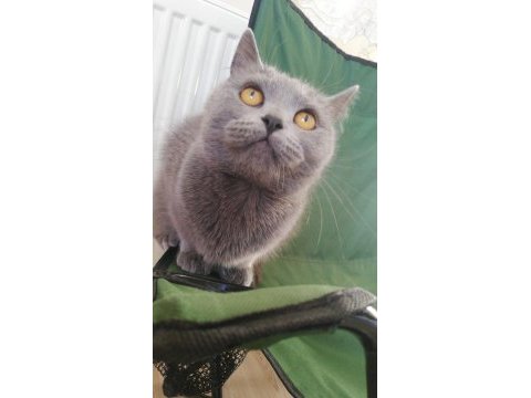 2 yaşında dişi british shorthair afrodit