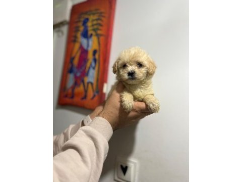 Her renk maltipoo yavrumuzu canlı görebilirsiniz