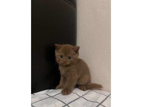 Cinnamon british shorthair