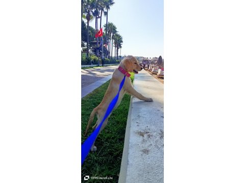 Saf golden retriever