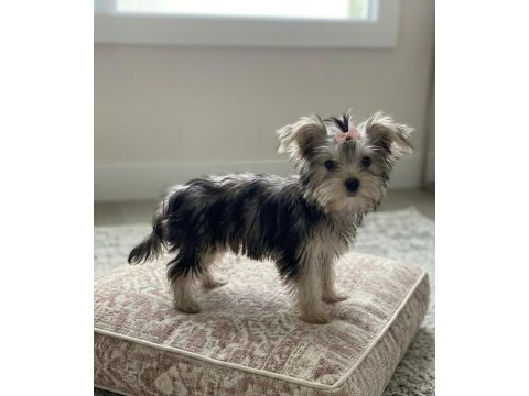 Teacup ev ortamından yavru köpekler