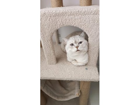 Lynx point british shorthair ücretli sahiplendirilecek
