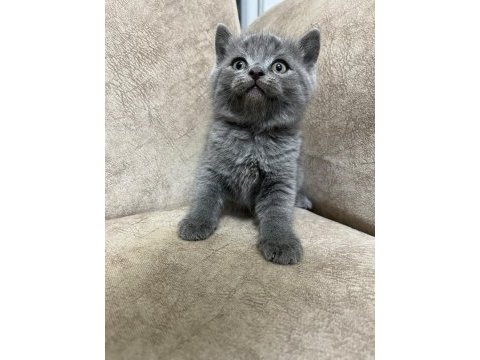 Teslime hazır bebek kedilerimiz