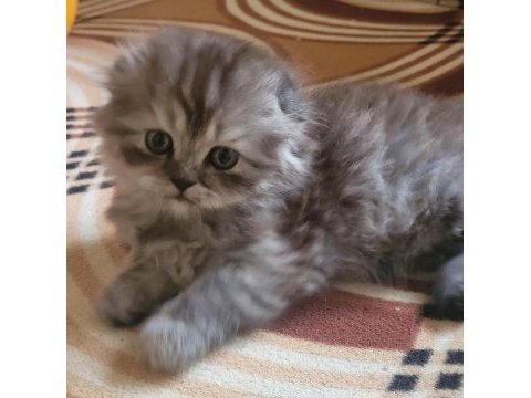 Scottish fold longhair dişi