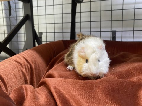 Yavru ginepig