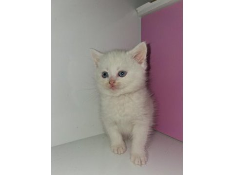 Yavru british shorthair