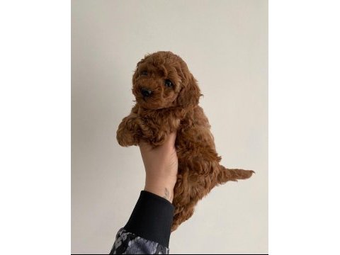 Toy poodle ev ortamında
