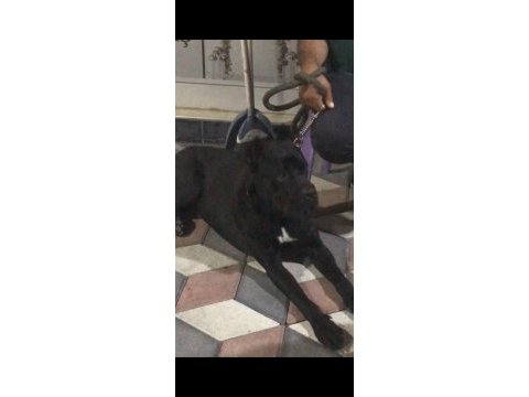 Safkan cane corso