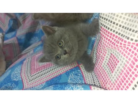 British shorthair yavru
