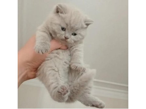 Sakin insan canlısı british shorthair yavrularımız