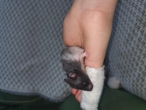 Yeni doğan bebek hamsterlar