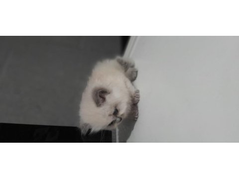British longhair yavru