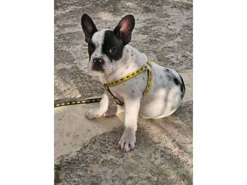 French bulldog herşey tam