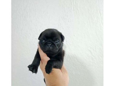 Pug mops yavrular ırk sağlık garantili
